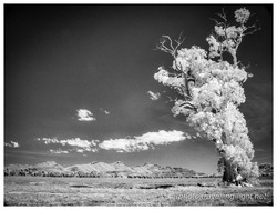 The Cazneaux Tree, South Australia